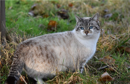 没想到土耳其人这么喜欢猫，街猫就超过200万只，却没有一只挨饿的