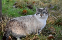 没想到土耳其人这么喜欢猫，街猫就超过200万只，却没有一只挨饿的