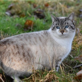 没想到土耳其人这么喜欢猫，街猫就超过200万只，却没有一只挨饿的