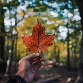 加拿大签证2022年11月最新审理周期盘点
